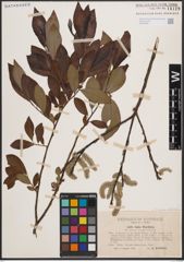 Foto von Salix cinerea L. x Salix phylicifolia L.